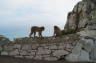 Photo ID: 018403, Macaques, Rock and sea (115Kb)