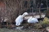 Photo ID: 018559, Pelicans (174Kb)