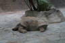 Photo ID: 018561, Giant tortoise (105Kb)