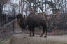 Photo ID: 018590, Bactrian camel (152Kb)