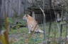 Photo ID: 018593, Well every creature has to (140Kb)