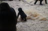 Photo ID: 018595, Baby Gorilla (129Kb)