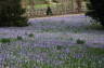 Photo ID: 018800, Crocuses (198Kb)