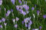 Photo ID: 018801, Crocuses (160Kb)