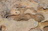 Photo ID: 018960, Holes carved from the rock by the sea (173Kb)