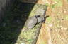 Photo ID: 020151, Dutch Terrapins (192Kb)