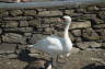 Photo ID: 020301, Inquisitive Swan (142Kb)
