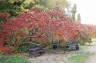 Photo ID: 021191, Autumnal trees (229Kb)