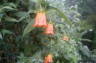 Photo ID: 021570, Orange flowers (103Kb)
