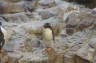 Photo ID: 022379, Penguins (102Kb)
