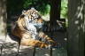 Photo ID: 023683, Tiger (137Kb)