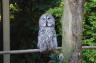 Photo ID: 023685, Very surprised owl (150Kb)