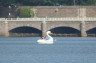 Photo ID: 024191, Swans on the Tidal Basin (122Kb)