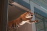 Photo ID: 024271, Tiger (110Kb)