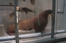 Photo ID: 024272, Walrus (103Kb)