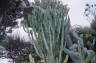Photo ID: 024744, Large cacti (203Kb)