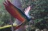 Photo ID: 024747, Colourful Parrott (172Kb)