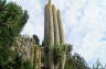Photo ID: 024818, Tall Cacti (171Kb)