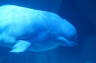 Photo ID: 025181, Beluga Whale (85Kb)