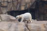 Photo ID: 026143, Polar bear (120Kb)
