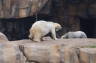 Photo ID: 026145, Polar bears (112Kb)