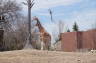 Photo ID: 026152, Giraffe (198Kb)