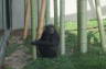 Photo ID: 026166, Chimp (141Kb)
