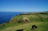 Photo ID: 026566, Cows with a view (130Kb)