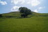 Photo ID: 027182, How many sheep under a tree (145Kb)