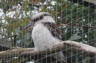 Photo ID: 027356, Kookaburra (166Kb)