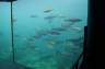 Photo ID: 028505, The Large Aquarium (80Kb)