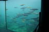 Photo ID: 028505, The Large Aquarium (80Kb)