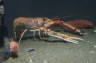 Photo ID: 028514, Lobster (136Kb)