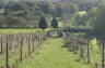 Photo ID: 029252, Walking through the vineyard (211Kb)