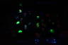 Photo ID: 029782, Glowing in the dark (50Kb)