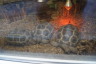 Photo ID: 031516, Giant tortoises (155Kb)