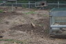 Photo ID: 031518, Prairie dog (175Kb)