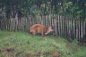 Photo ID: 031519, Muntjac deer (200Kb)