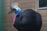 Photo ID: 031520, Cassowary (112Kb)