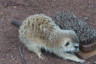 Photo ID: 031521, Meerkat (155Kb)