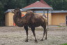 Photo ID: 031531, Bactrian camel (with a wonky rear hump) (150Kb)