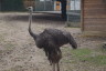 Photo ID: 031533, Ostrich (164Kb)
