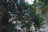 Photo ID: 031701, Oranges (199Kb)