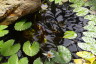 Photo ID: 031716, Water Lilies (208Kb)