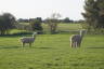 Photo ID: 031810, Non-Roman Alpacas (154Kb)