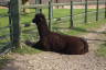 Photo ID: 031811, Lonely alpaca (205Kb)