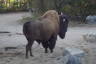 Photo ID: 032033, Amerikanischer Bison (147Kb)