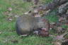 Photo ID: 032156, Agouti munching (160Kb)