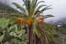 Photo ID: 032603, Palm tree (194Kb)