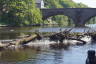 Photo ID: 032803, Trunks caught on the weir (207Kb)